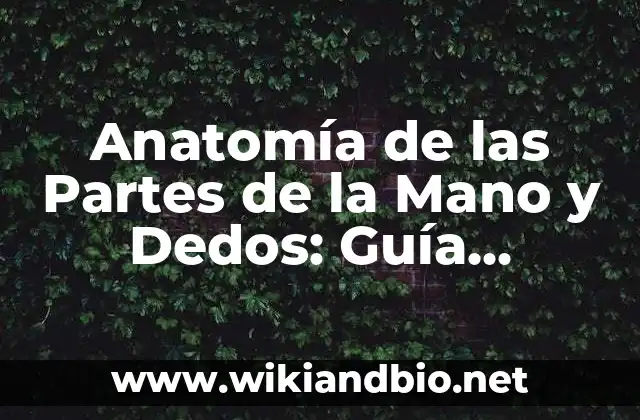 Anatomía de las Partes de la Mano y Dedos: Guía Completa