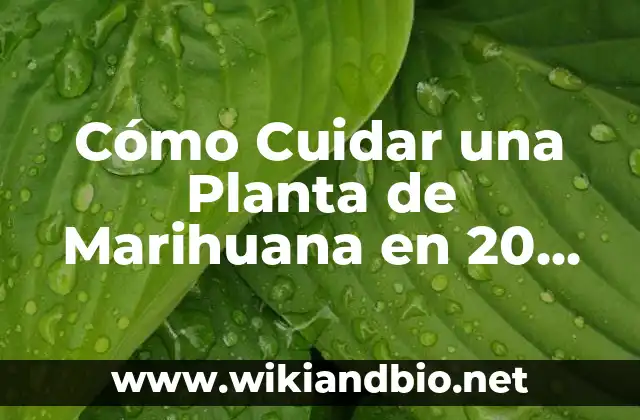 Cómo Cuidar una Planta de Marihuana en 20 Días: Guía Completa para Principiantes