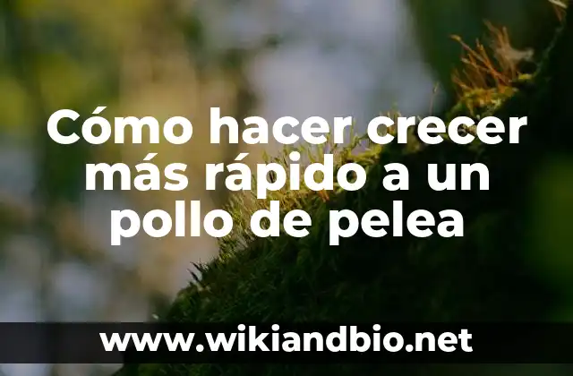 Cómo hacer crecer más rápido a un pollo de pelea