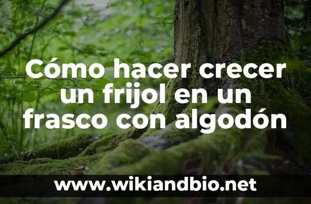 Cómo hacer crecer un frijol en un frasco con algodón