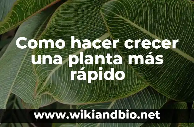 Como hacer crecer una planta más rápido