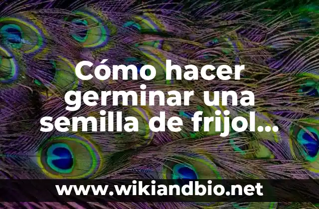 Cómo hacer germinar una semilla de frijol rápido