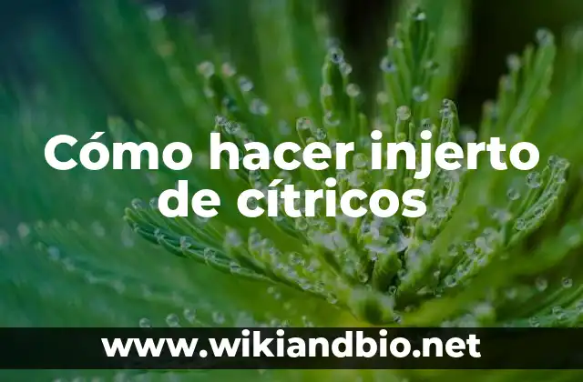 Cómo hacer injerto de cítricos