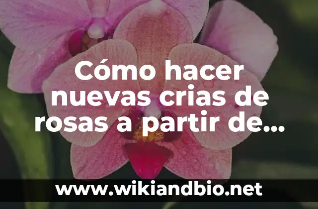 ¿Qué son las crias de rosas y cómo se propagan?