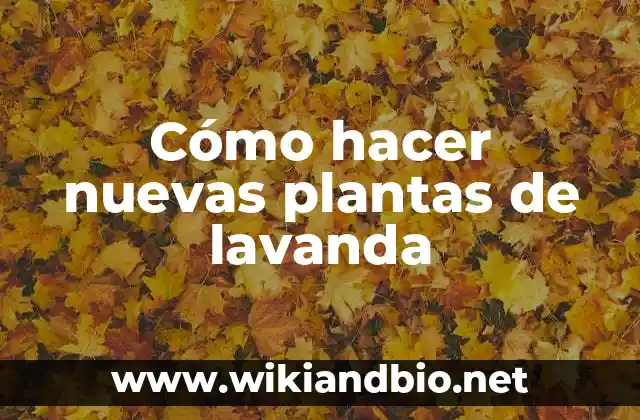 Cómo hacer nuevas plantas de lavanda