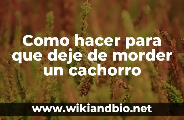 Como hacer para que deje de morder un cachorro