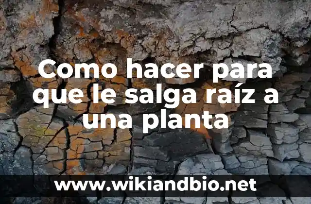¿Qué es una raíz y por qué es importante para las plantas?