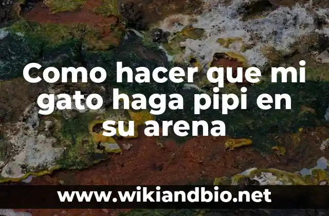 Como hacer que mi gato haga pipi en su arena