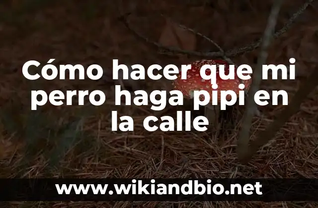 Cómo hacer que mi perro haga pipi en la calle