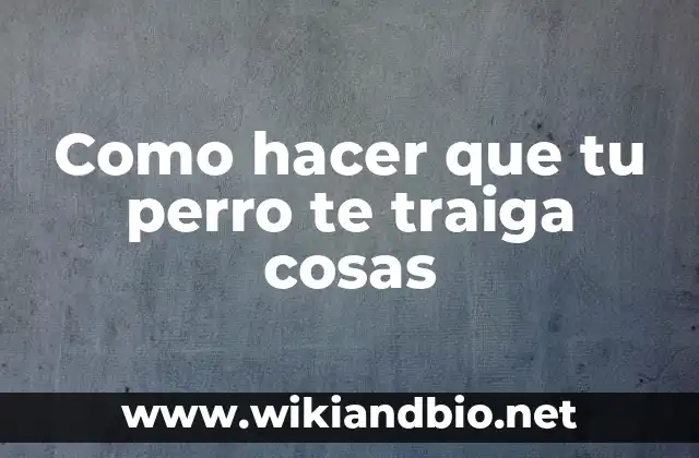 Como hacer que tu perro te traiga cosas