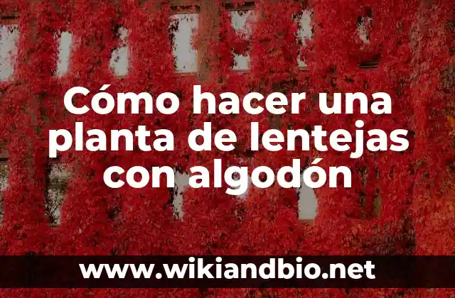 Cómo hacer una planta de lentejas con algodón