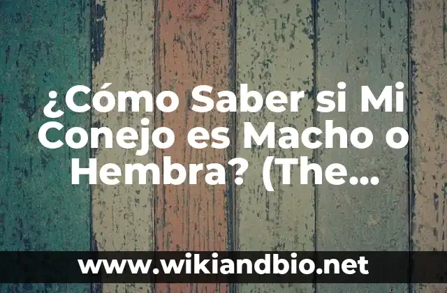 ¿Cómo Saber si Mi Conejo es Macho o Hembra? (The Ultimate Guide)
