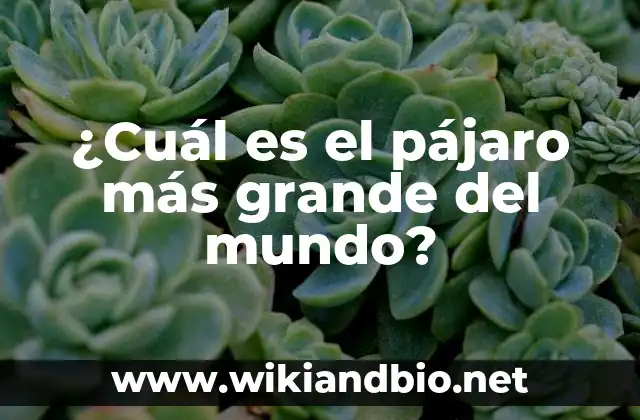 ¿Cuál es el pájaro más grande del mundo?
