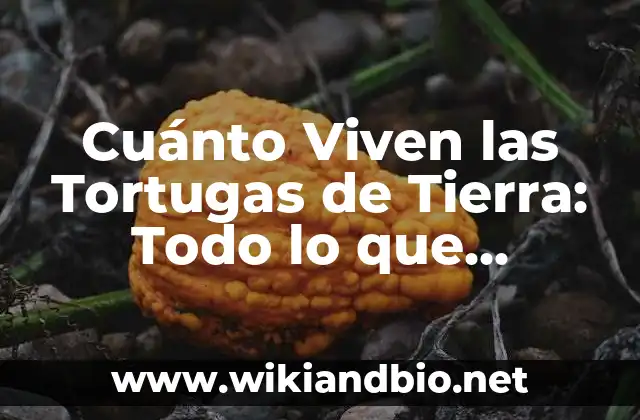 Cuánto Viven las Tortugas de Tierra: Todo lo que Necesitas Saber