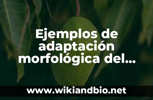 Ejemplos de adaptación morfológica del oso polar: Definición según Autor