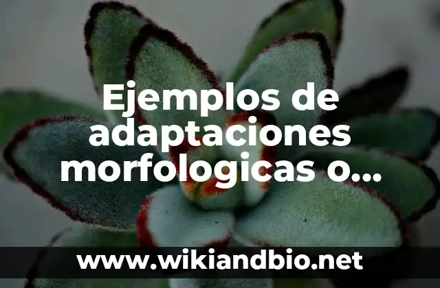 Ejemplos de adaptaciones morfologicas o estructurales: Definición según