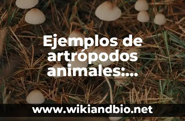 Ejemplos de artrópodos animales: Definición según Autor, qué es, Concepto