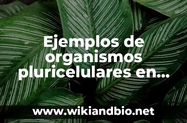 Ejemplos de organismos pluricelulares en nuestro cuerpo y su función