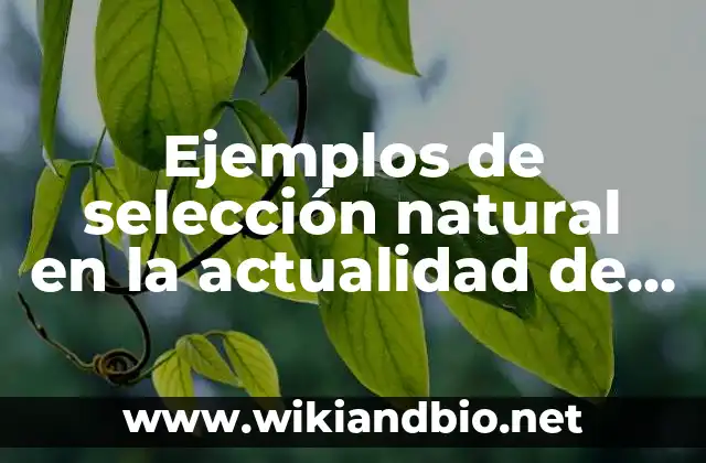 Ejemplos de selección natural en la actualidad de los animales: Definición