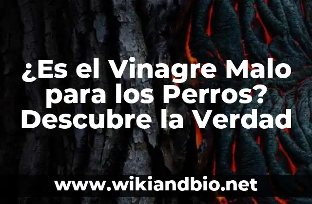¿Es el Vinagre Malo para los Perros? Descubre la Verdad