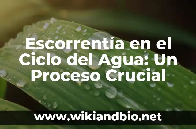¿Qué es la Escorrentía en el Ciclo del Agua?