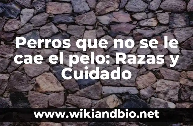 Perros que no se le cae el pelo: Razas y Cuidado