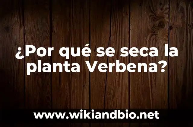 Causas comunes de la sequedad en la Verbena