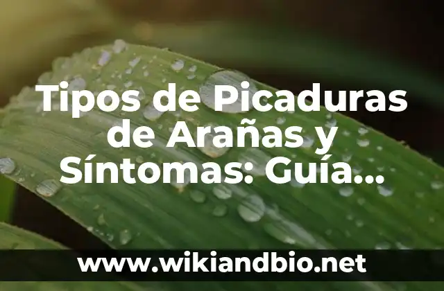 Tipos de Picaduras de Arañas y Síntomas: Guía Completa para Identificar y Tratar